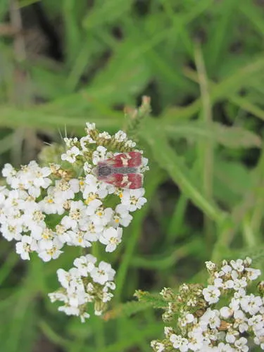 White-spotted Midget