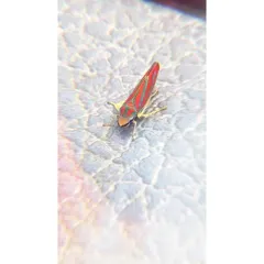 Red-banded Leafhopper thumbnail 3