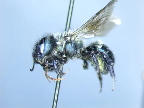 Osmia sculleni