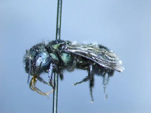 Osmia atrocyanea