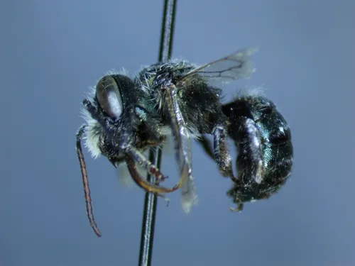 Osmia nifoata