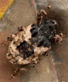 Cryptorhynchus fuscatus thumbnail 4