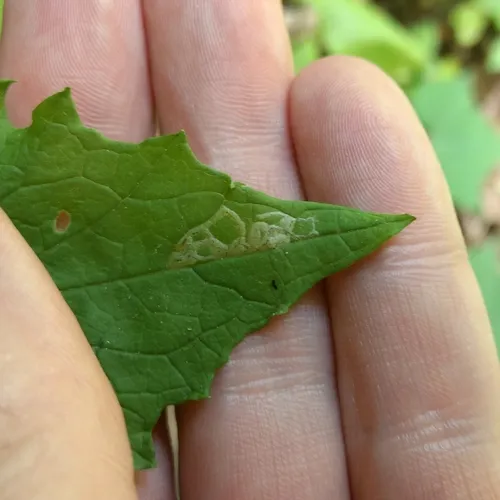 Cabbage leafminer