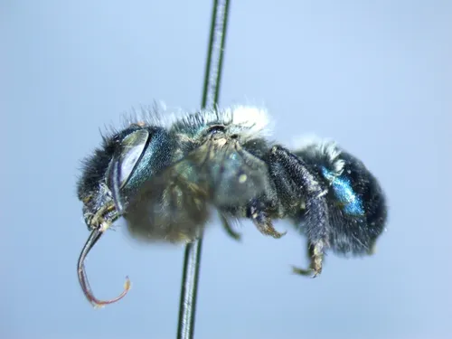 Tooth-bellied Mason Bee