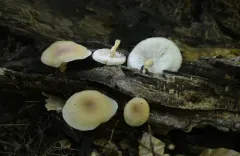 Clitocybe americana thumbnail 3