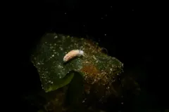 Moss Landing Aeolid thumbnail 2