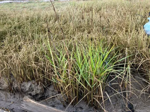 common cordgrass