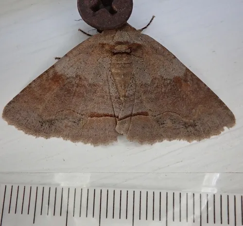 Oblique Zale Moth