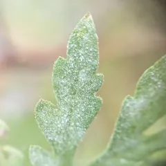 Golovinomyces ambrosiae thumbnail 2