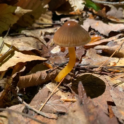 Gliophorus perplexus