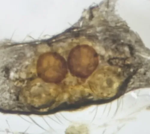 Dipoena nigra