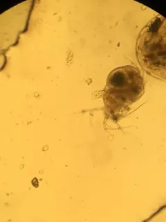 Streblocerus serricaudatus thumbnail 2
