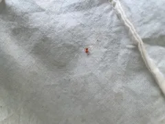 Black-tailed Red Sheetweaver thumbnail 4
