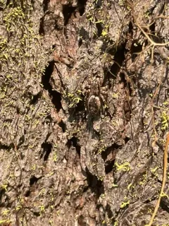Phanias monticola thumbnail 3
