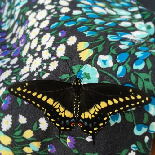 Black Swallowtail