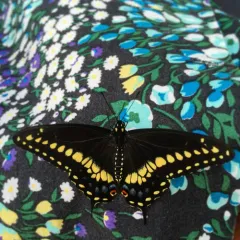 Black Swallowtail thumbnail 1