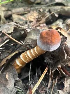 Hypomyces chlorinus thumbnail 4
