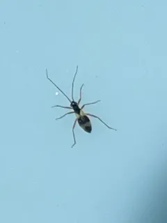 Mimoceps insignis thumbnail 3