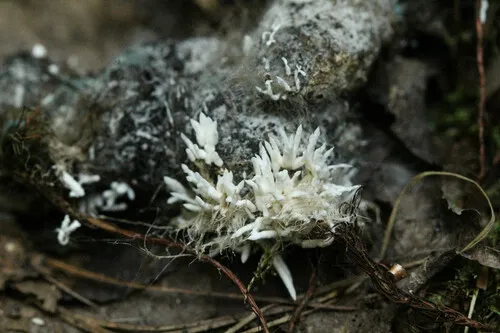 Amphichorda felina