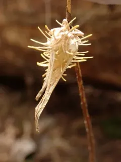 Moth Urchin Fungus thumbnail 3