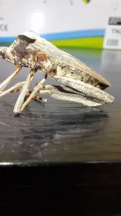 Giant leaf-footed bug thumbnail 2