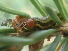 Yellowheaded Spruce Sawfly thumbnail 4