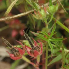 Cut-leaved crane's-bill thumbnail 2
