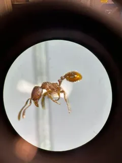 Stenamma brevicorne thumbnail 3