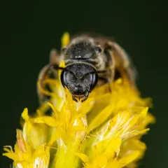 Lasioglossum cinctipes thumbnail 3