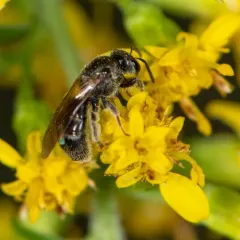 Friendless Sweat Bee thumbnail 2