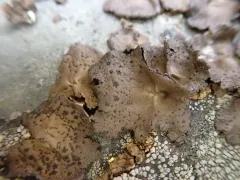 Starry Rock Tripe thumbnail 3