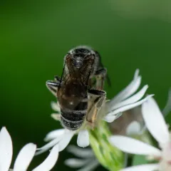 Leathery Sweat Bee thumbnail 4