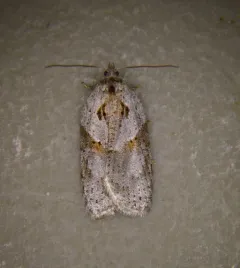 Stained-back Leafroller Moth thumbnail 4