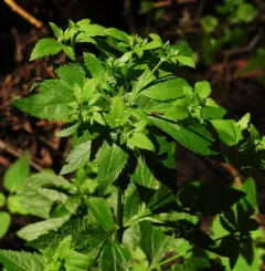 Black Snakeroot thumbnail 3