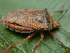 Apoecilus bracteatus thumbnail 3