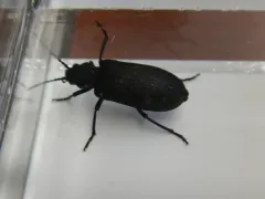 Ditylus caeruleus thumbnail 2