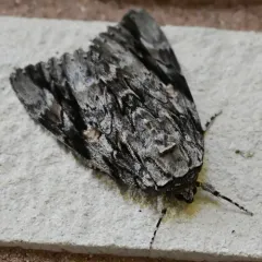 Sad Underwing thumbnail 4