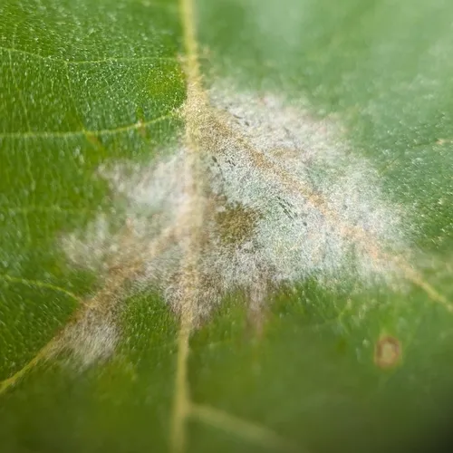 Sycamore Powdery Mildew