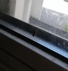 House Windowfly thumbnail 3