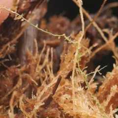 Bog Notchwort thumbnail 4