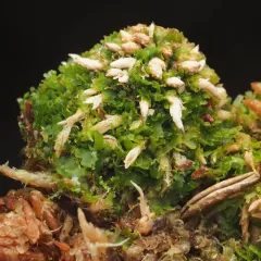 Bog Germanderwort thumbnail 4