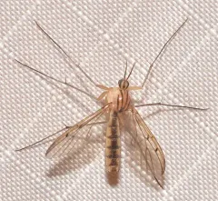 Neoempheria balioptera thumbnail 4