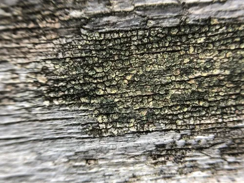 Lecanora orae-frigidae