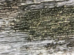 Lecanora orae-frigidae thumbnail 1