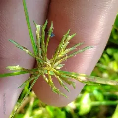 Engelmann's Flatsedge thumbnail 2