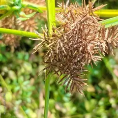 Fragrant flatsedge thumbnail 3