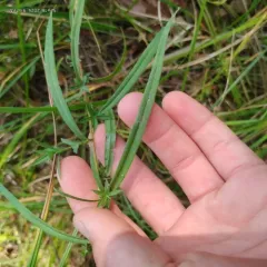 northern bog aster thumbnail 2