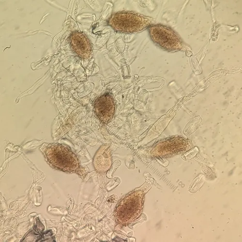 Ampelomyces quisqualis