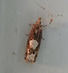 Birch Epinotia Moth thumbnail 1