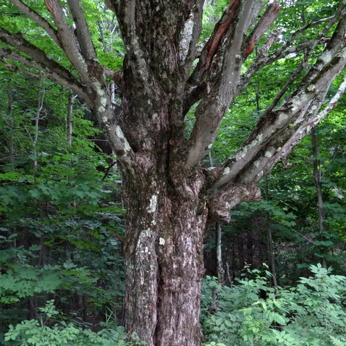 sugar maple